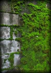 moss wall