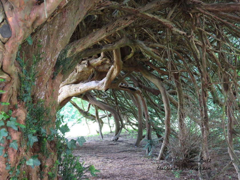 IMG_1611 yew.jpg