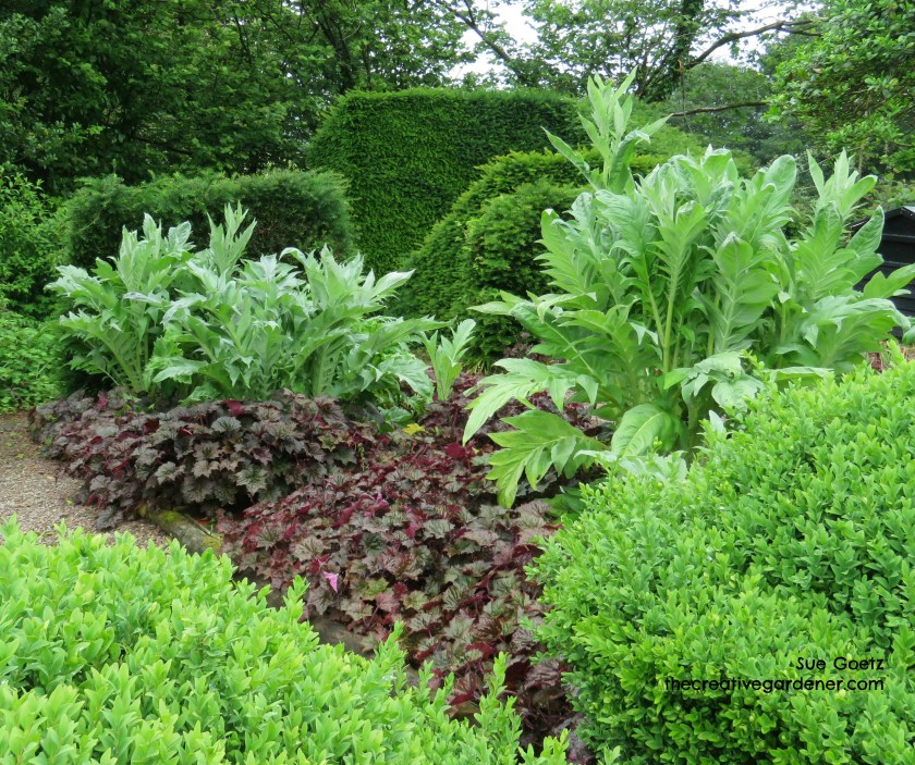 IMG_1461name artichoke heuch