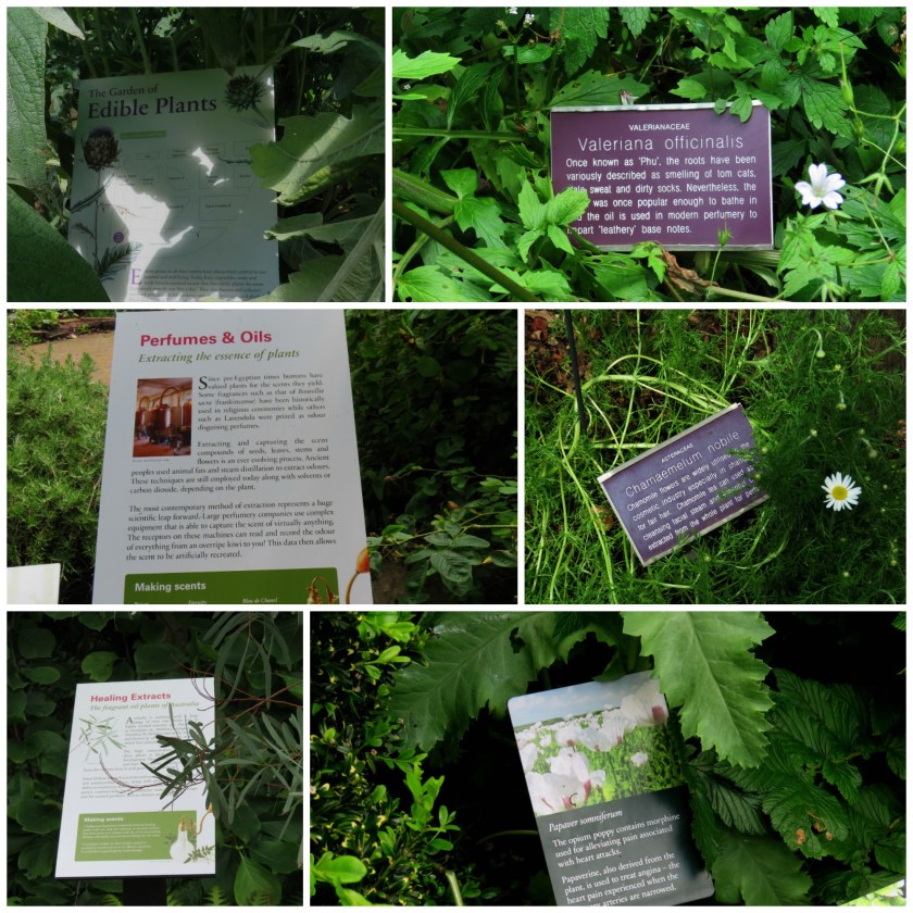 chelsea-sign-collage