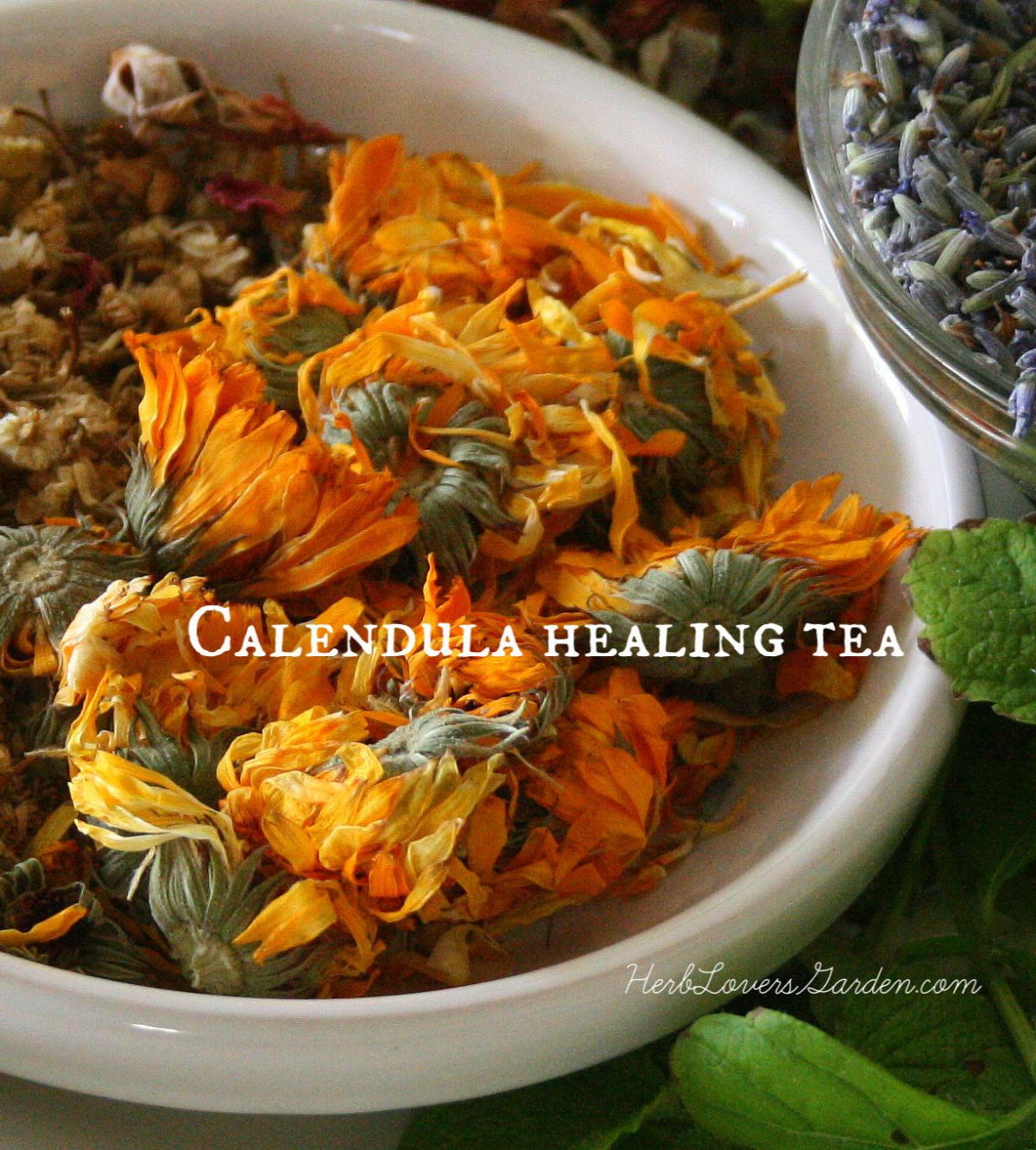 Pot Marigold (Calendula)