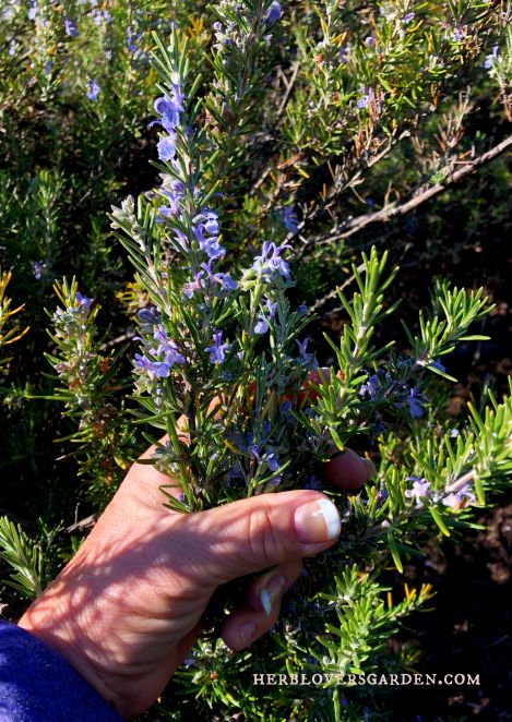 rosemary blog post flowers (1).jpg